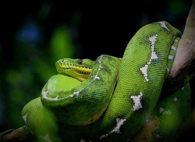 Snakes: Dreams With Snakes – Discover Their Meaning