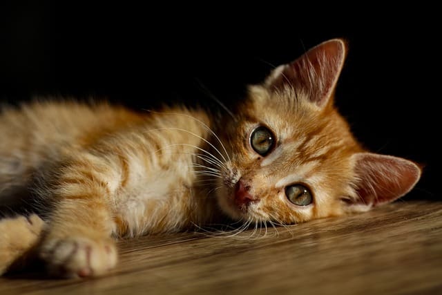 Kittens in Dreams: 10 Powerful Meanings and interpretations